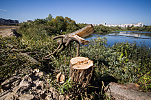 Калининградский зоопарк предлагает обсудить вопрос вырубки деревьев в городе