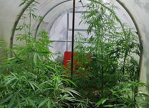 В Тверской области полицейские пресекли культивирование наркосодержащих растений
