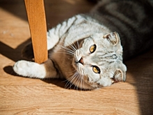 Лечебная терапия: как домашние питомцы влияют на состояние организма