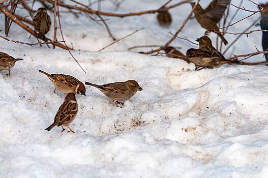 Москвичей призвали помочь птицам пережить холод