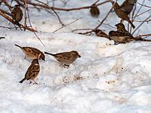 Москвичей призвали помочь птицам пережить холод