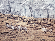 Американист рассказал, что стоит за угрозами США захватить Гренландию