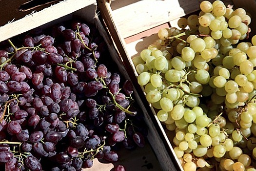 Качество сортов винограда проверят в 10 районах Дагестана