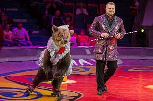 15 дрессированных медведей из Цирка Филатовых выступят в Ставрополе 8 марта