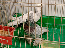 Голубей-мигрантов депортировали самолетом из Новосибирска в Таджикистан