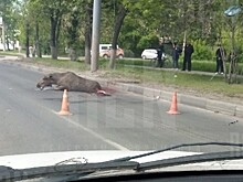 Лось погиб после ДТП на улице Куйбышева в Нижнем Новгороде