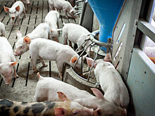 Свинокомплекс «Красноярский»: 5 лет качества