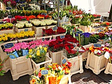 Эксперты дали советы по выбору цветов на 8 марта