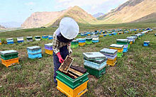 В Непале задумались над развитием «пчелиного туризма»