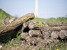 В Новосибирске начали расчистку территории будущего парка «Усть-Тула»