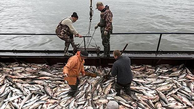 Законодательство в сфере рыболовства не устраивает сахалинцев
