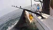 «Лучший день»: большая белая акула чуть не забралась на борт к рыбакам