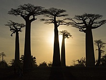 Российские туристы на Мадагаскаре обратились в посольство за помощью в возвращении на фоне протестов