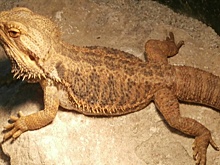 Домашнюю ящерицу принесли на ветосмотр нижегородцы