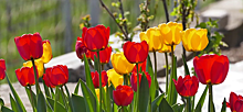 В Севастополе высадят около 170 тысяч тюльпанов