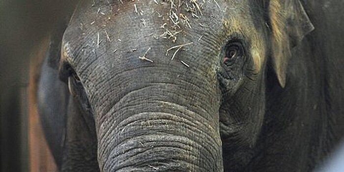 Не поделили слонов. Две цирковые династии поссорились из-за подарка из Мьянмы