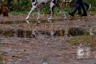 Во Владивостоке оборудовали первый дог-парк
