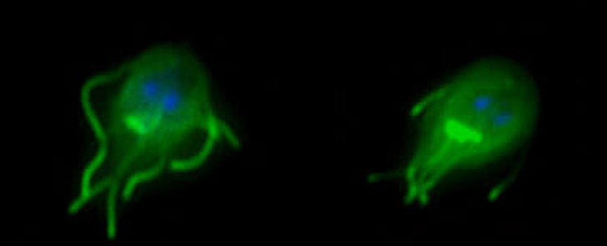 Кишечный паразит разрушает клетки под видом человеческого белка