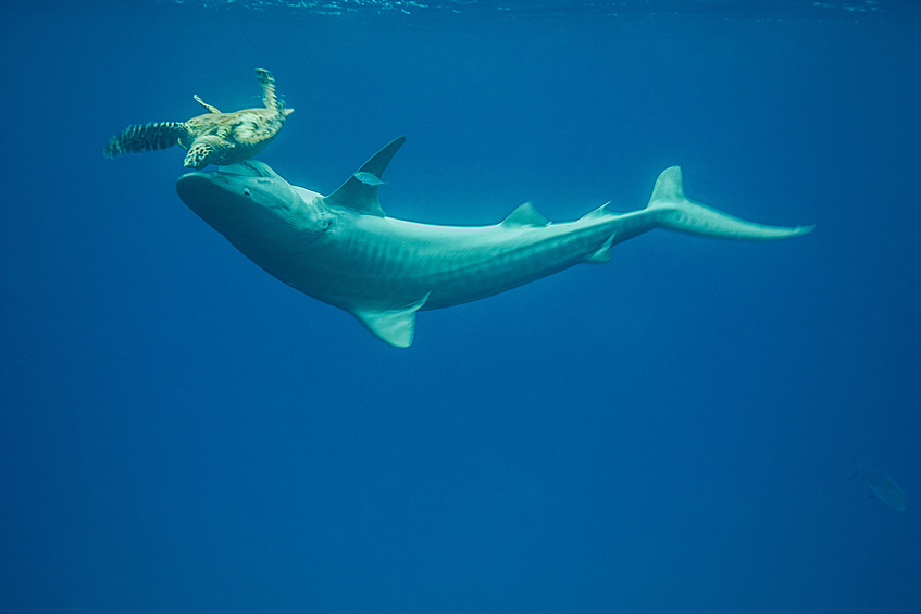 Четырехметровая тигровая акула пытается откусить черепахе голову, Коста-Рика
