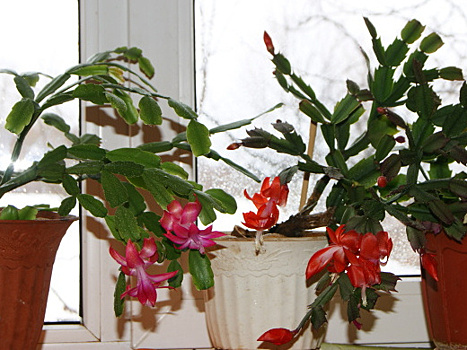 Чтобы декабрист радовал цветением: простые правила ухода