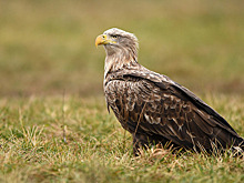 Степная орлица Мин едва не разорила орнитологов