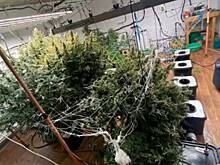 Вернувшаяся с Бали россиянка начала выращивать запрещенные растения