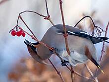 Эксперт Полынова: «Пьяные» свиристели могут появиться в Москве в середине марта