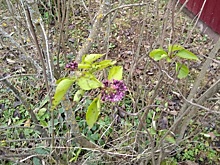 В Ярославской области распустились весенние цветы: что происходит с погодой в регионе