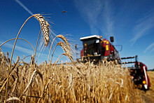 Экс-вице-премьер Украины Розенко: из страны вывезли 80% всей пшеницы