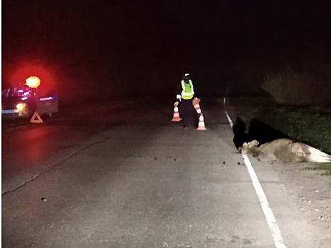 В Балахнинском районе сбили лося