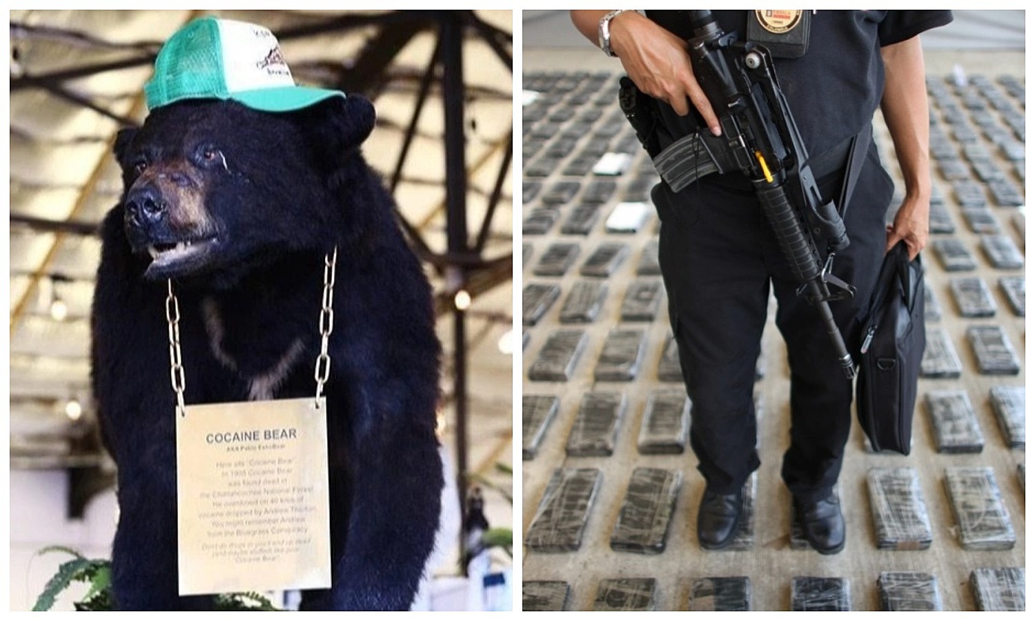 Удивительная история Кокаинового Мишки — медведя, который съел 34 кило контрабандного кокаина