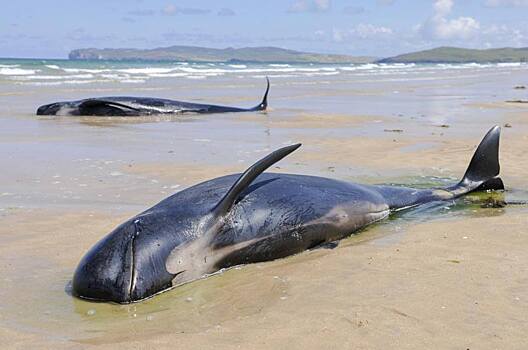 В Австралии спасли около ста дельфинов, выбросившихся на берег