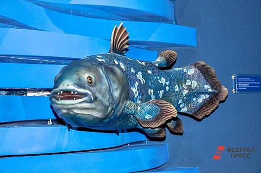 В Челябинской области построят огромный океанариум
