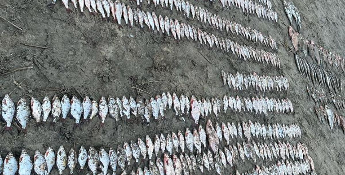 В Волгодонске браконьеры выловили рыбу на 200 тыс. рублей