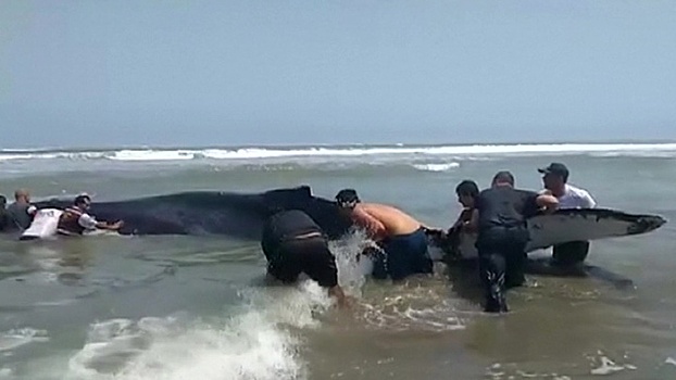 Жители Перу спасли выброшенного на берег кита