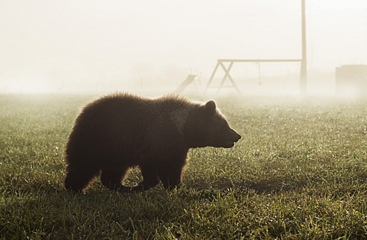 На Ямале запечатлели переплывающего Обь медведя: видео