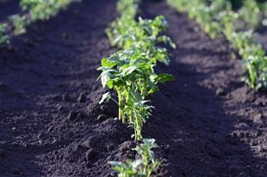 «Будущий урожай надо защитить». Что делать на даче в мае