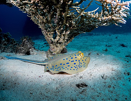 Синий цвет у скатов связан с кристаллами в клетках кожи