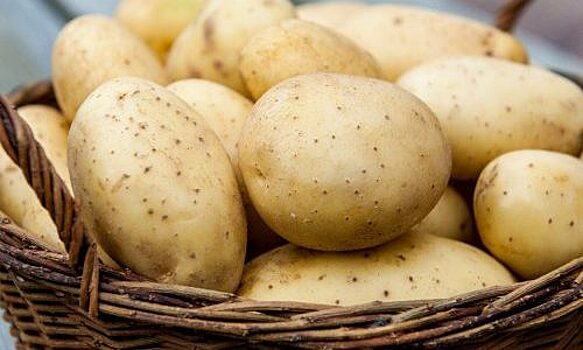 Ученые откопали древнейший картофель