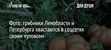 Фото: грибники Ленобласти и Петербурга хвастаются в соцсетях своим «уловом»