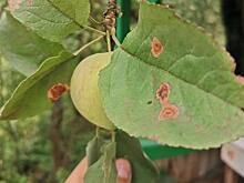 Осенняя обрезка плодовых деревьев 2022: советы эксперта