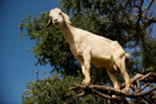 Зачем козы в Марокко забираются на деревья и как на этом зарабатывают фермеры?