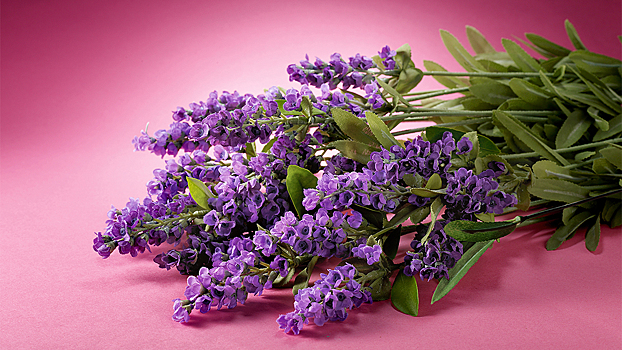 Пять растений для спальни, которые помогут спать лучше