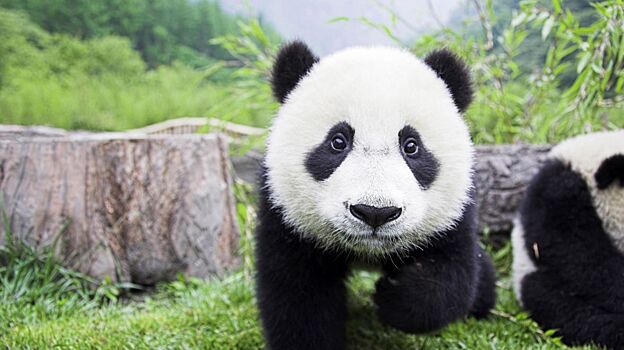 Ученые исследовали ДНК вымершей панды