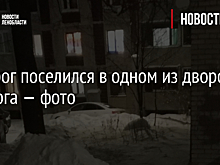 Носорог поселился в одном из дворов Выборга — фото