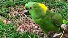 «Это веселее, чем я думал»: зловеще хохочущий попугай напал на хозяина