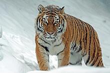 В Приамурье впервые посчитают амурских тигров