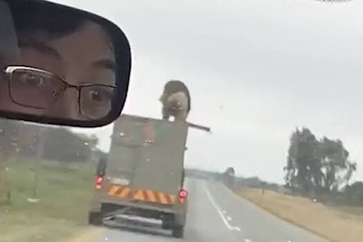 Лев прокатился по трассе на крыше трейлера