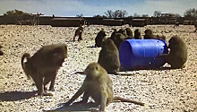 В США бабуины сбежали из лаборатории с помощью 200-литровой бочки