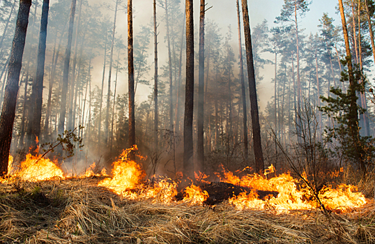 Движение по трассе Р21 в Карелии вновь закрыли из-за лесных пожаров
